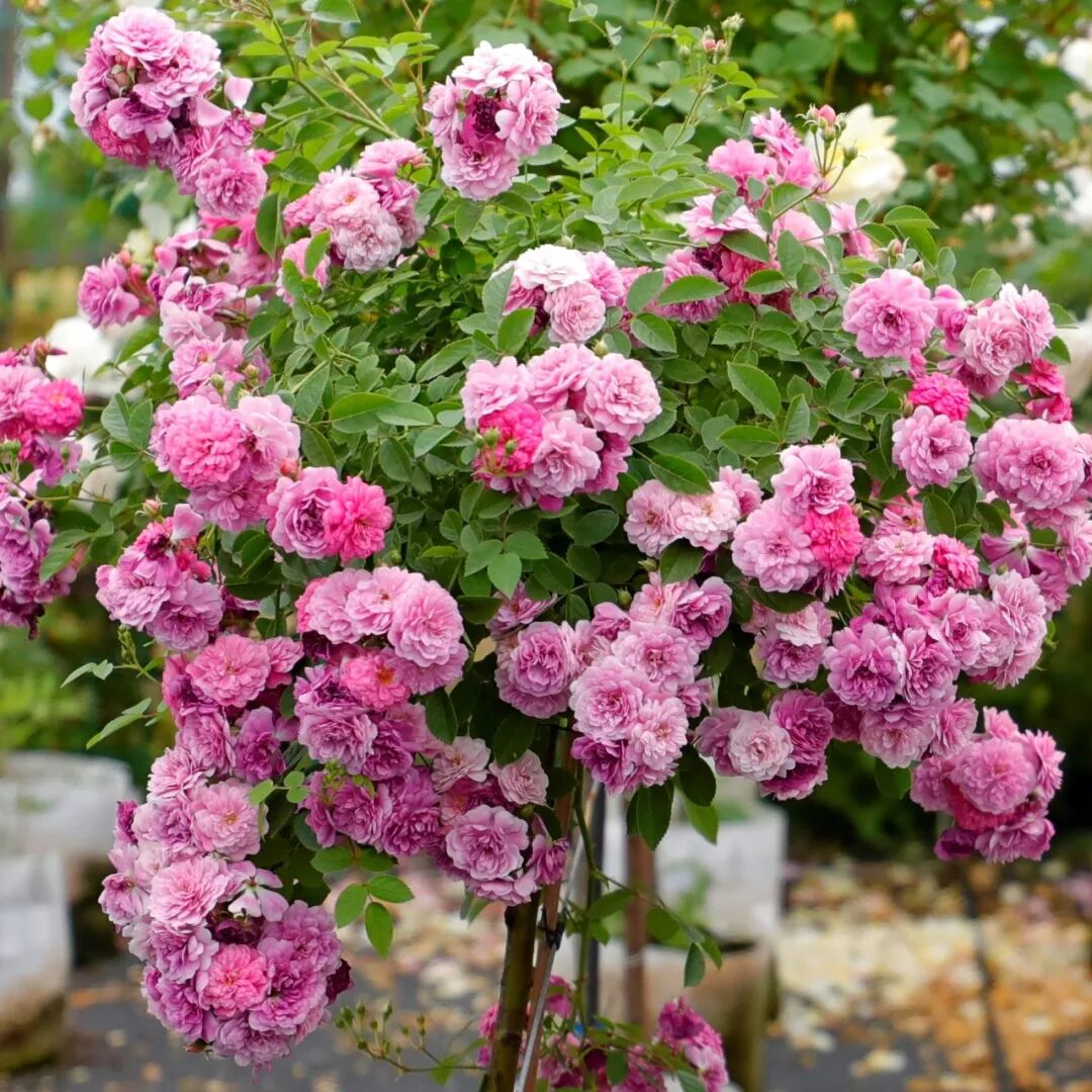 月季安吉拉是一季花吗_安吉拉月季_月季安吉拉和胭脂扣哪个好