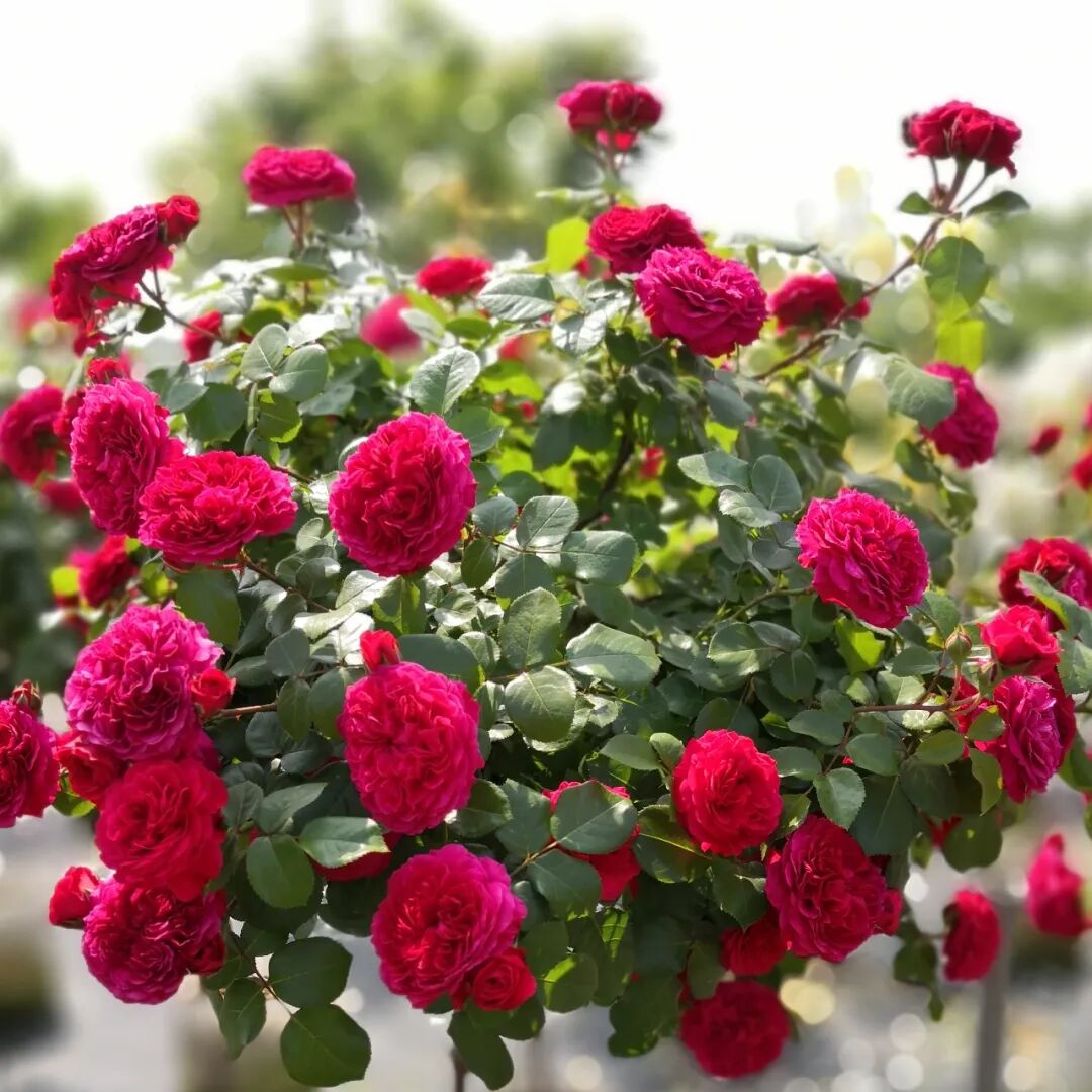 安吉拉月季_月季安吉拉和胭脂扣哪个好_月季安吉拉是一季花吗