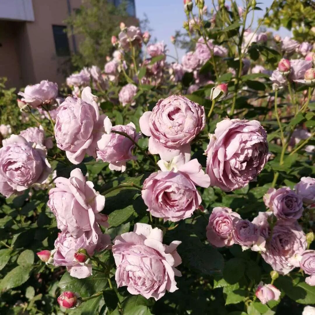 安吉拉月季_月季安吉拉是一季花吗_月季安吉拉和胭脂扣哪个好