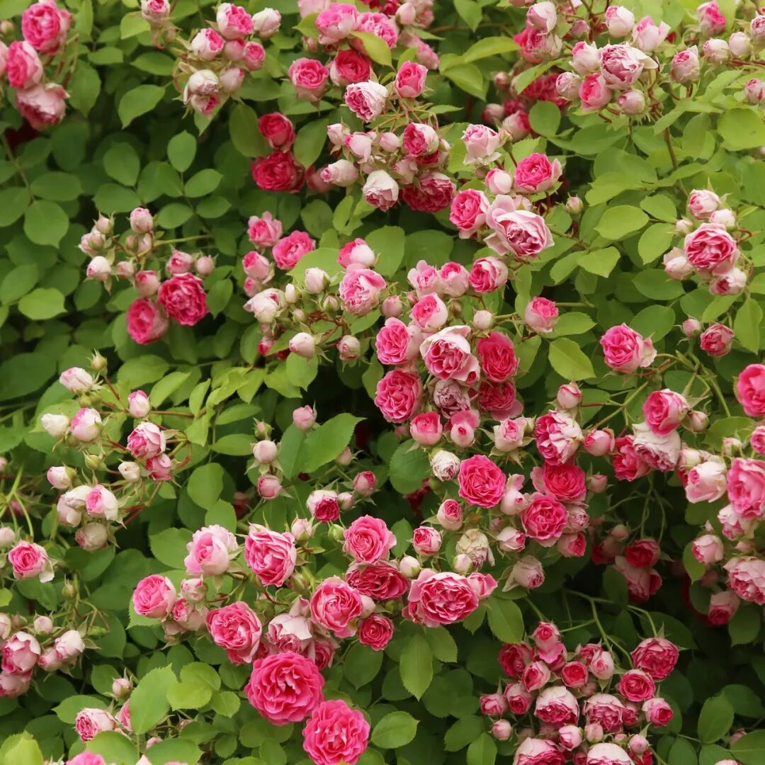 月季安吉拉是一季花吗_月季安吉拉和胭脂扣哪个好_安吉拉月季