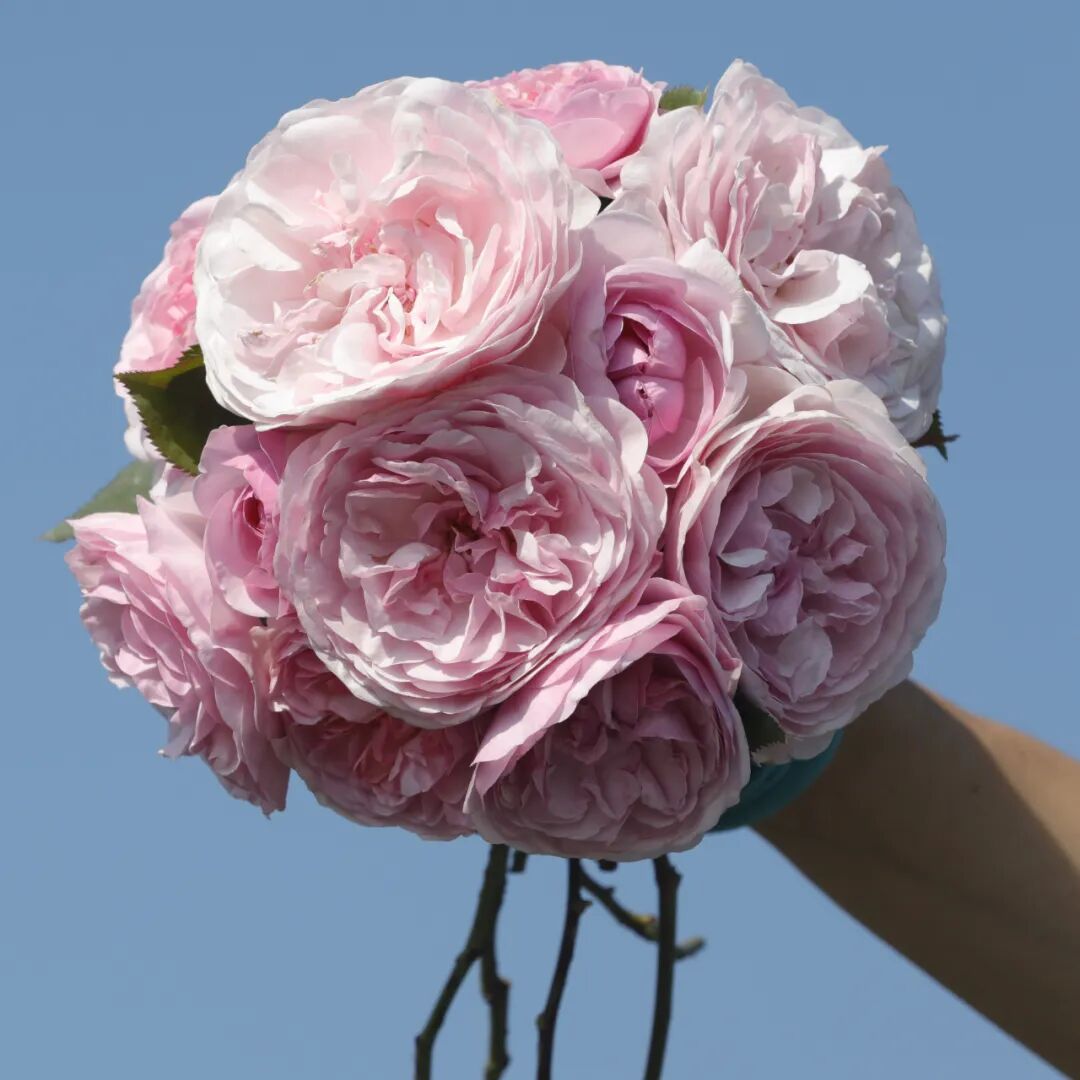 月季安吉拉和胭脂扣哪个好_安吉拉月季_月季安吉拉是一季花吗