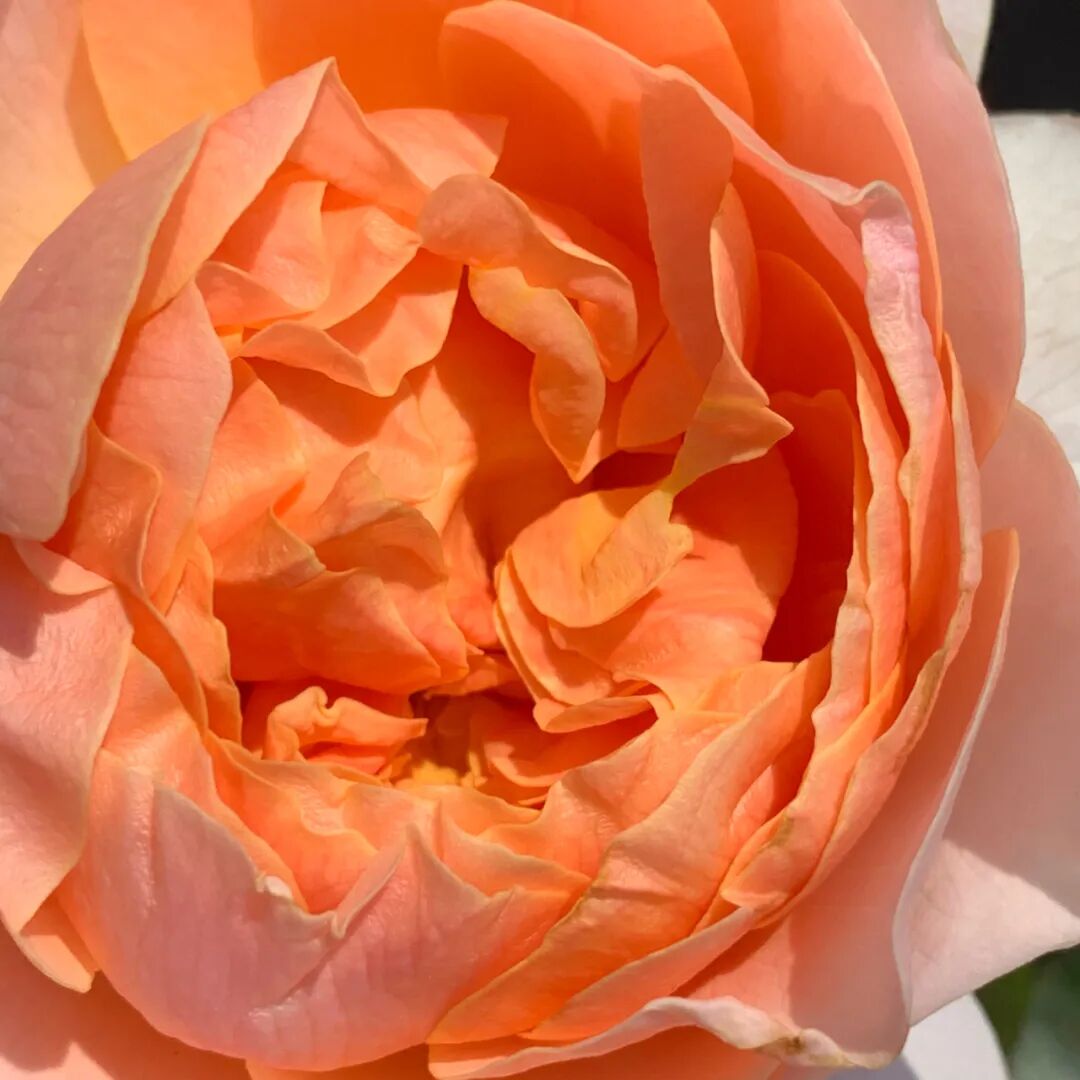 安吉拉月季_月季安吉拉是一季花吗_月季安吉拉和胭脂扣哪个好