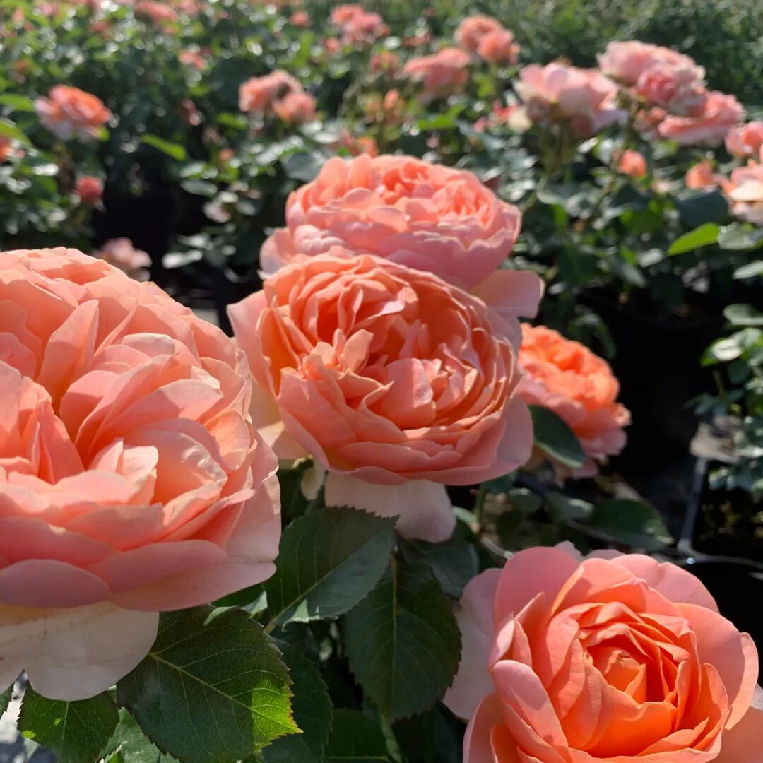 月季安吉拉是一季花吗_安吉拉月季_月季安吉拉和胭脂扣哪个好