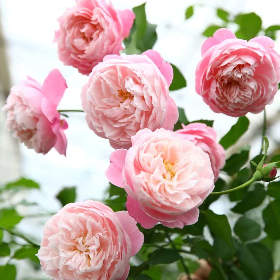 安吉拉月季_月季安吉拉和胭脂扣哪个好_月季安吉拉是一季花吗