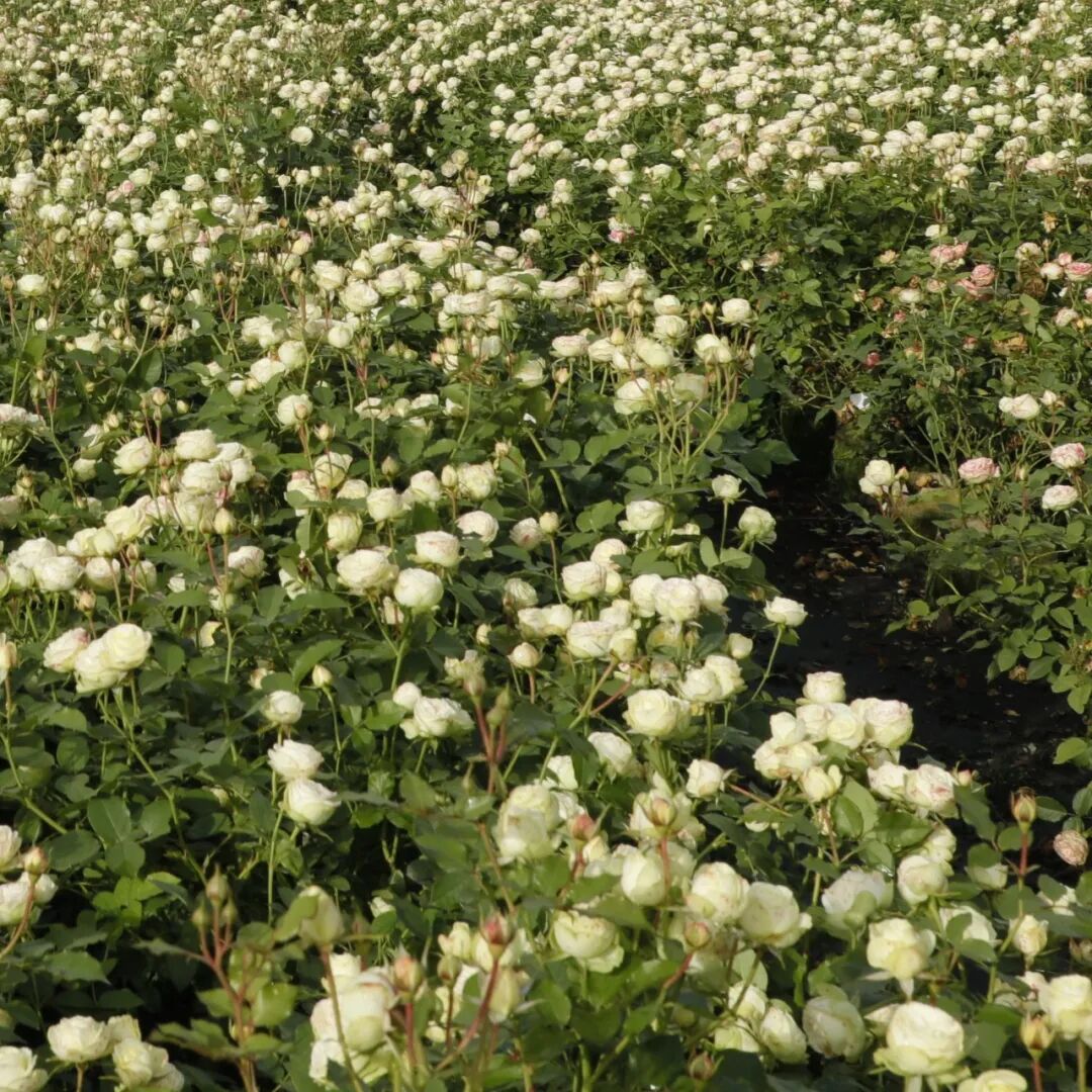 安吉拉月季_月季安吉拉和胭脂扣哪个好_月季安吉拉是一季花吗