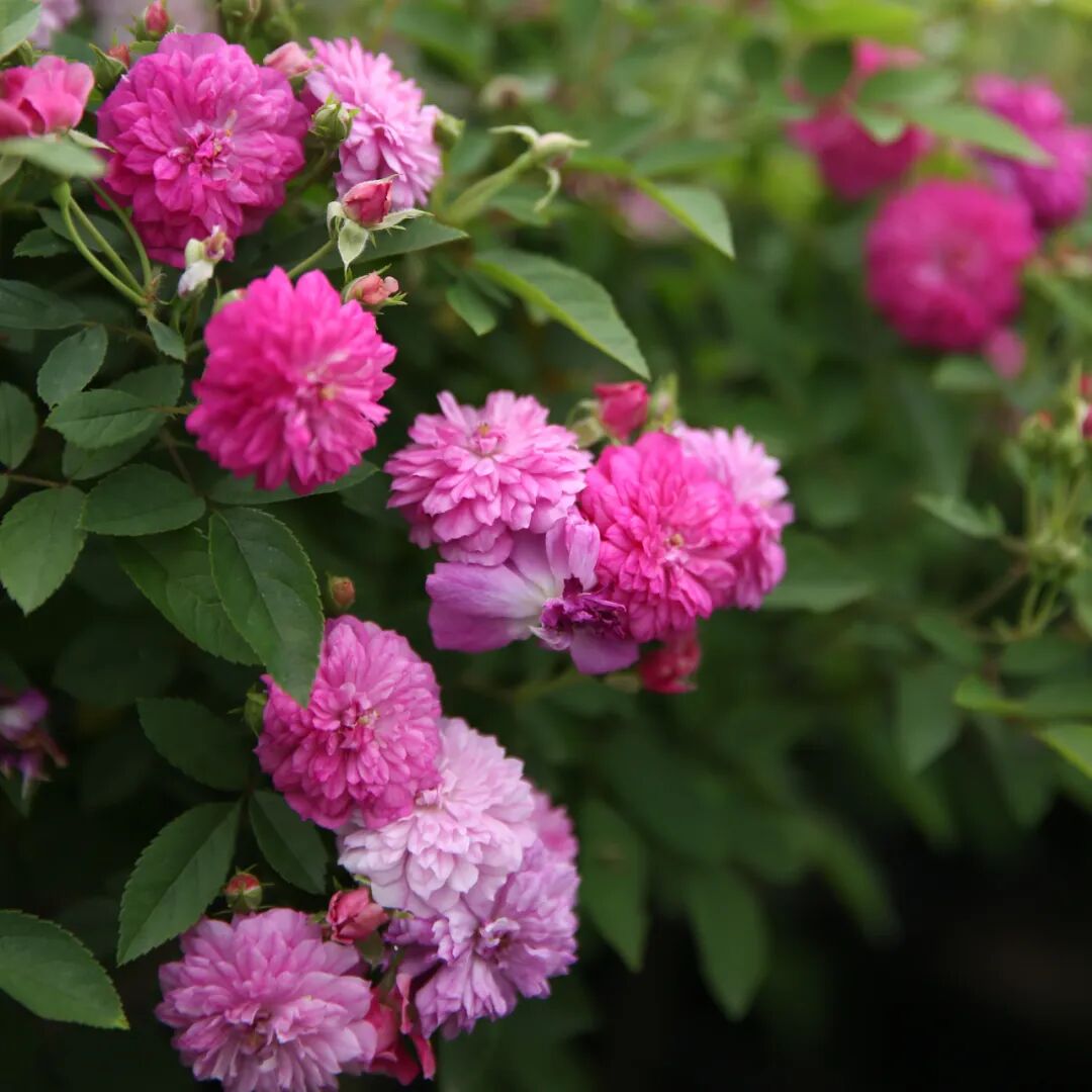 安吉拉月季_月季安吉拉是一季花吗_月季安吉拉和胭脂扣哪个好