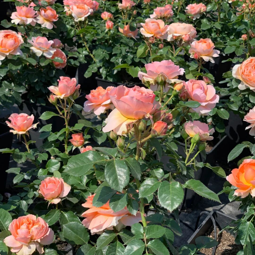 月季安吉拉是一季花吗_月季安吉拉和胭脂扣哪个好_安吉拉月季