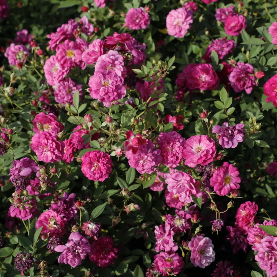 月季安吉拉是一季花吗_安吉拉月季_月季安吉拉和胭脂扣哪个好