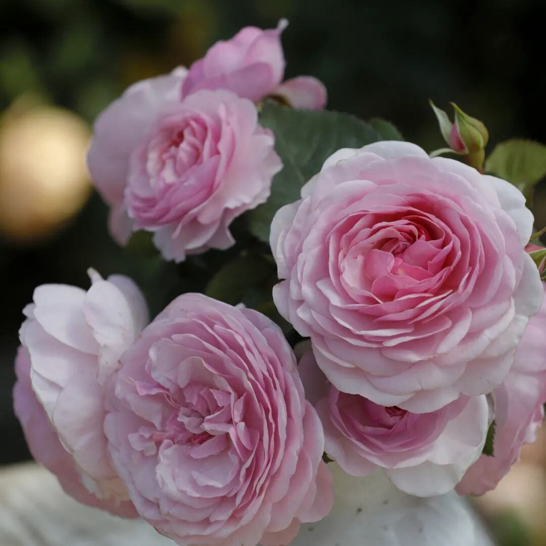 月季安吉拉是一季花吗_月季安吉拉和胭脂扣哪个好_安吉拉月季