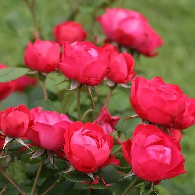 安吉拉月季_月季安吉拉是一季花吗_月季安吉拉和胭脂扣哪个好