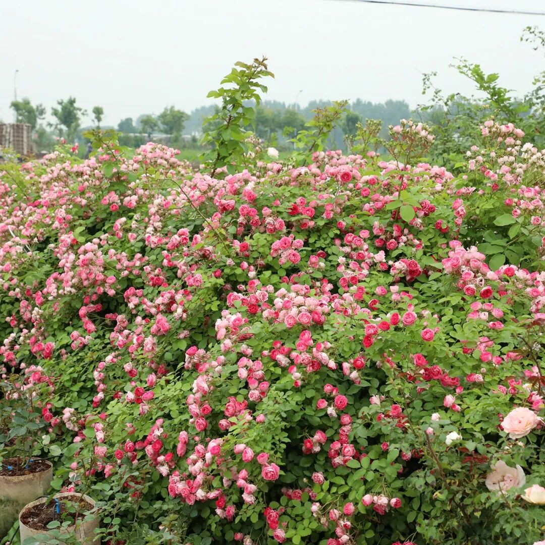 安吉拉月季_月季安吉拉和胭脂扣哪个好_月季安吉拉是一季花吗