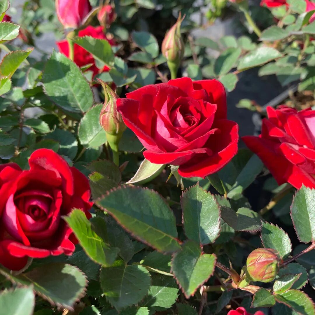 月季安吉拉和胭脂扣哪个好_月季安吉拉是一季花吗_安吉拉月季