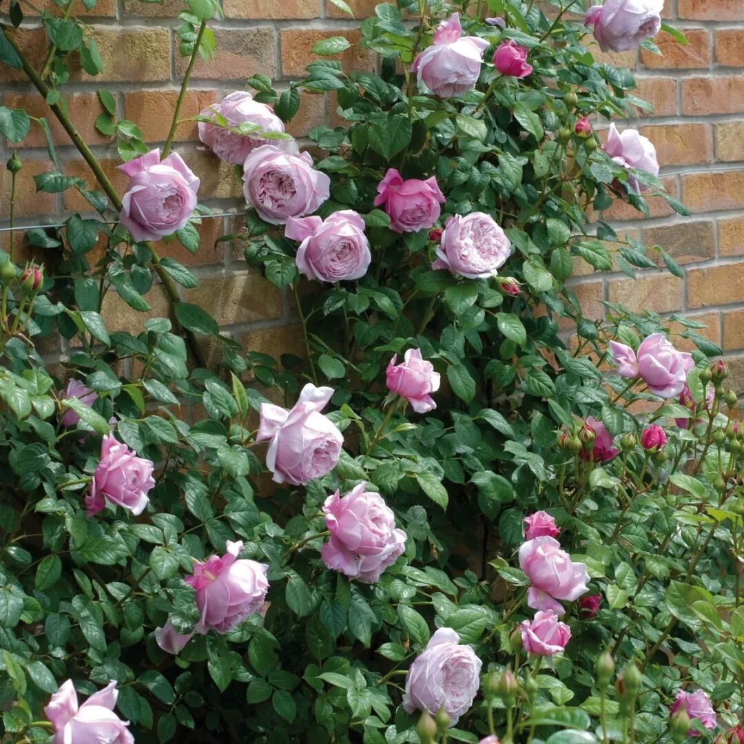 月季安吉拉和胭脂扣哪个好_安吉拉月季_月季安吉拉是一季花吗