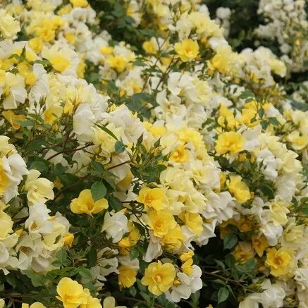 安吉拉月季_月季安吉拉和胭脂扣哪个好_月季安吉拉是一季花吗