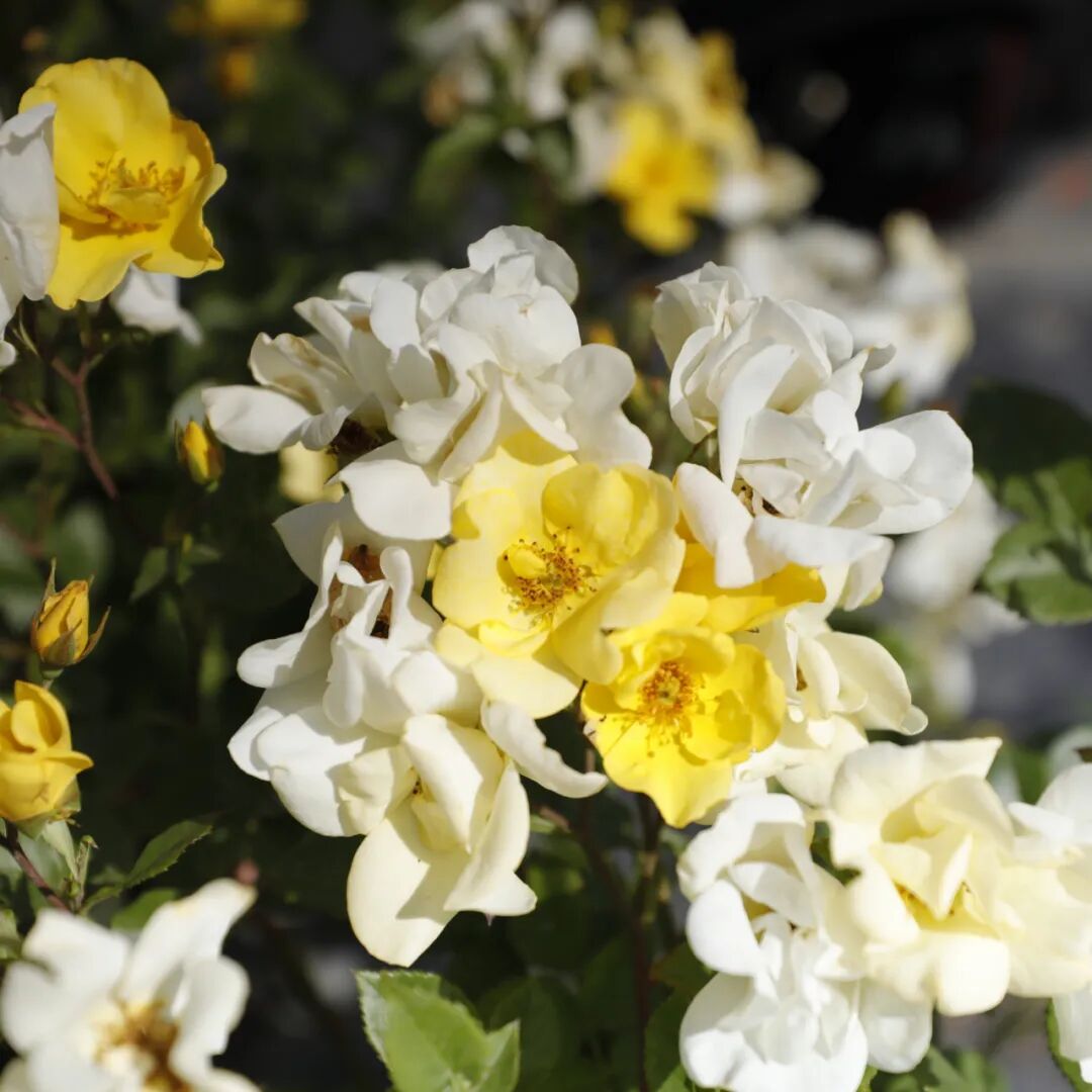 月季安吉拉是一季花吗_月季安吉拉和胭脂扣哪个好_安吉拉月季