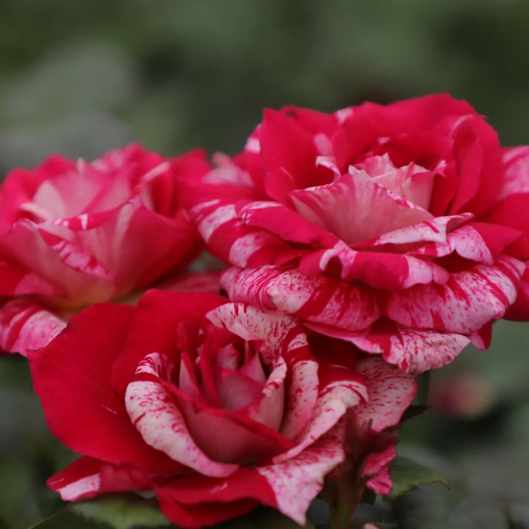 月季安吉拉和胭脂扣哪个好_月季安吉拉是一季花吗_安吉拉月季