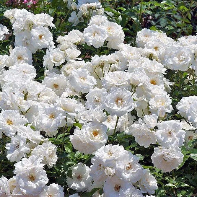 月季安吉拉是一季花吗_安吉拉月季_月季安吉拉和胭脂扣哪个好