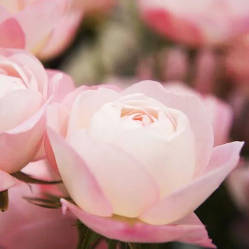 安吉拉月季_月季安吉拉是一季花吗_月季安吉拉和胭脂扣哪个好