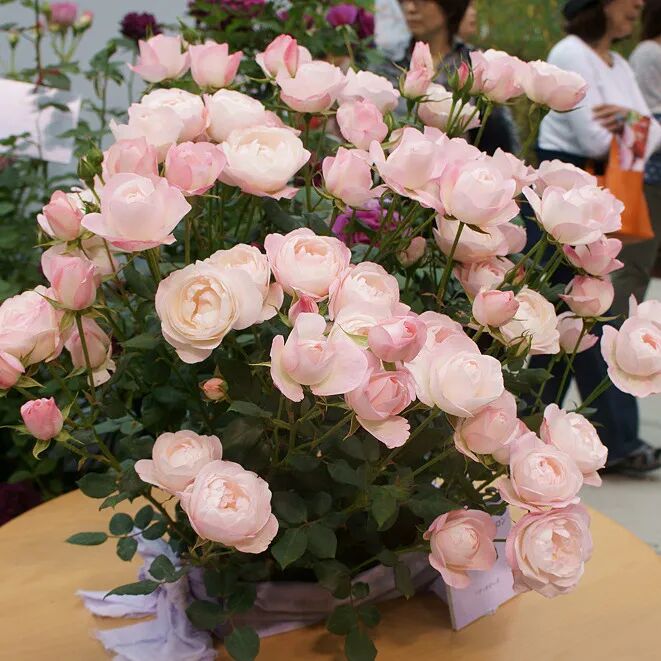 月季安吉拉是一季花吗_月季安吉拉和胭脂扣哪个好_安吉拉月季