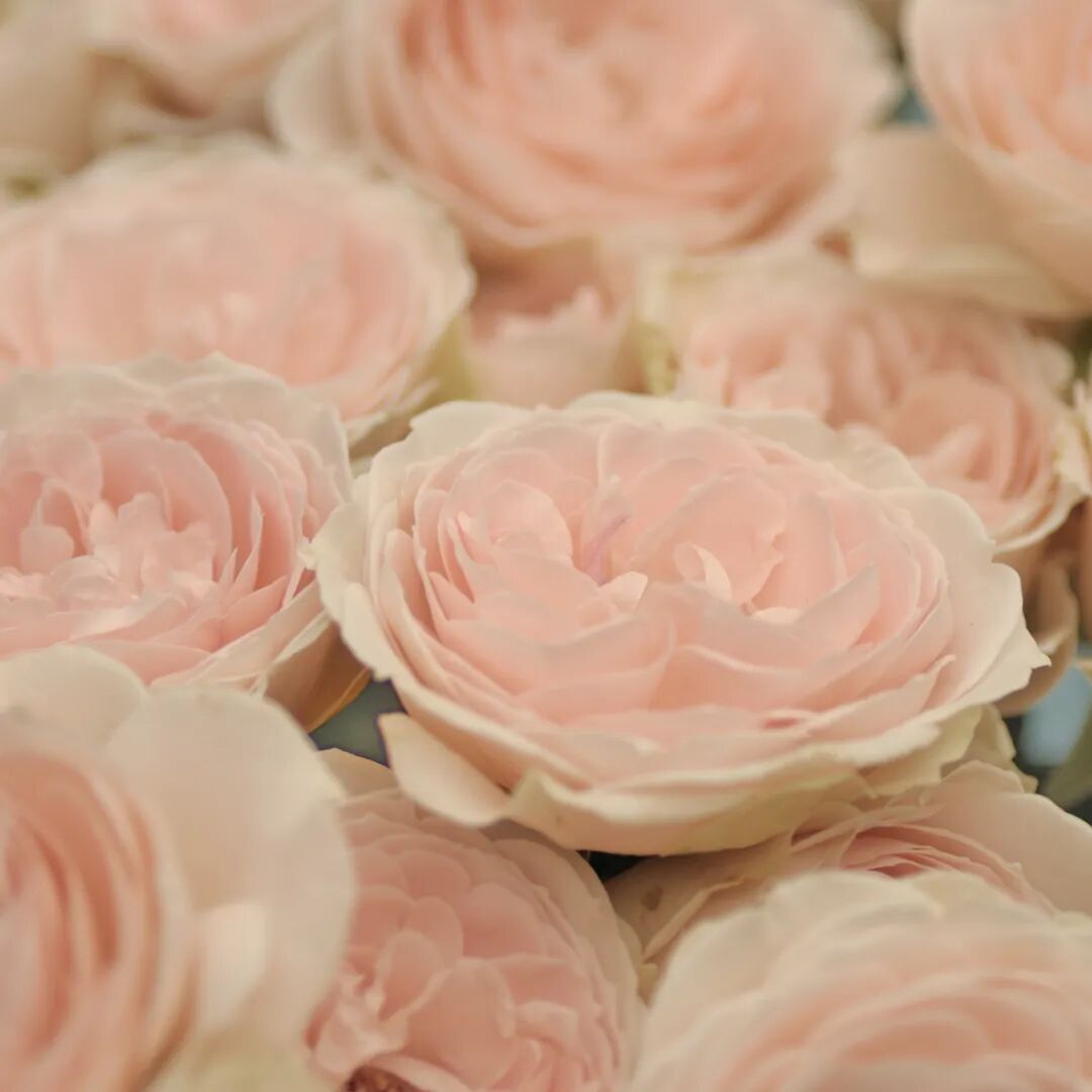 月季安吉拉是一季花吗_月季安吉拉和胭脂扣哪个好_安吉拉月季