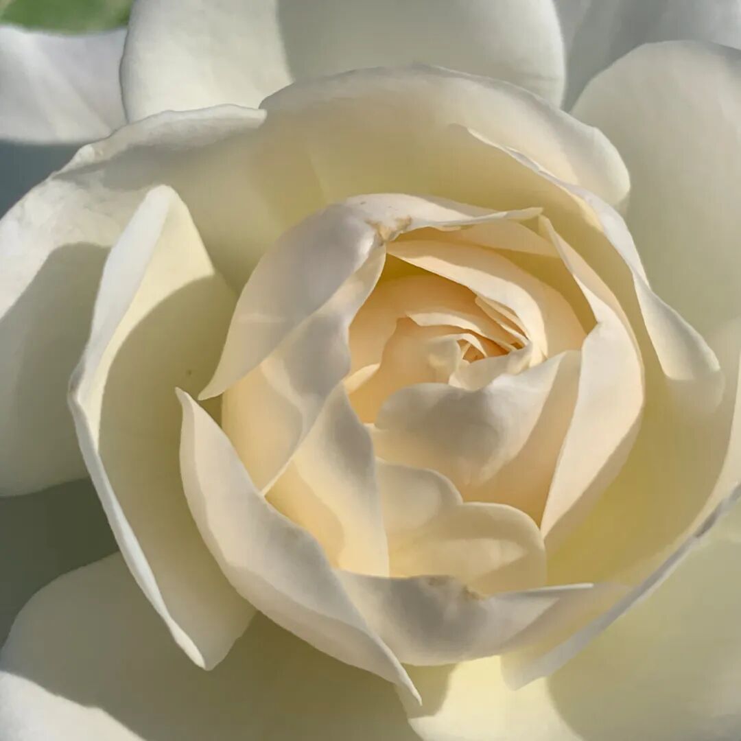 月季安吉拉是一季花吗_安吉拉月季_月季安吉拉和胭脂扣哪个好