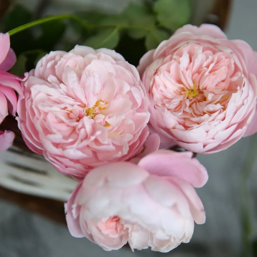 月季安吉拉是一季花吗_月季安吉拉和胭脂扣哪个好_安吉拉月季