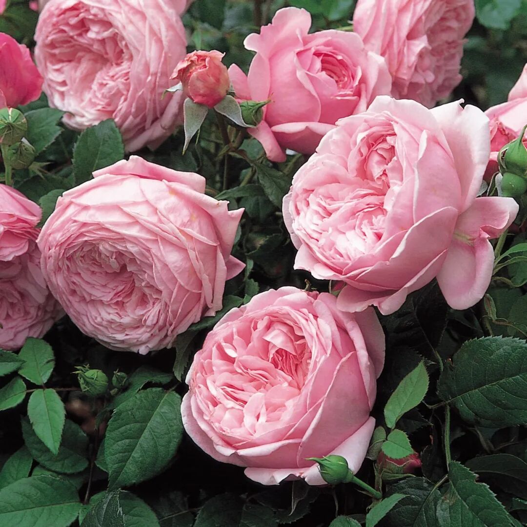 月季安吉拉和胭脂扣哪个好_月季安吉拉是一季花吗_安吉拉月季