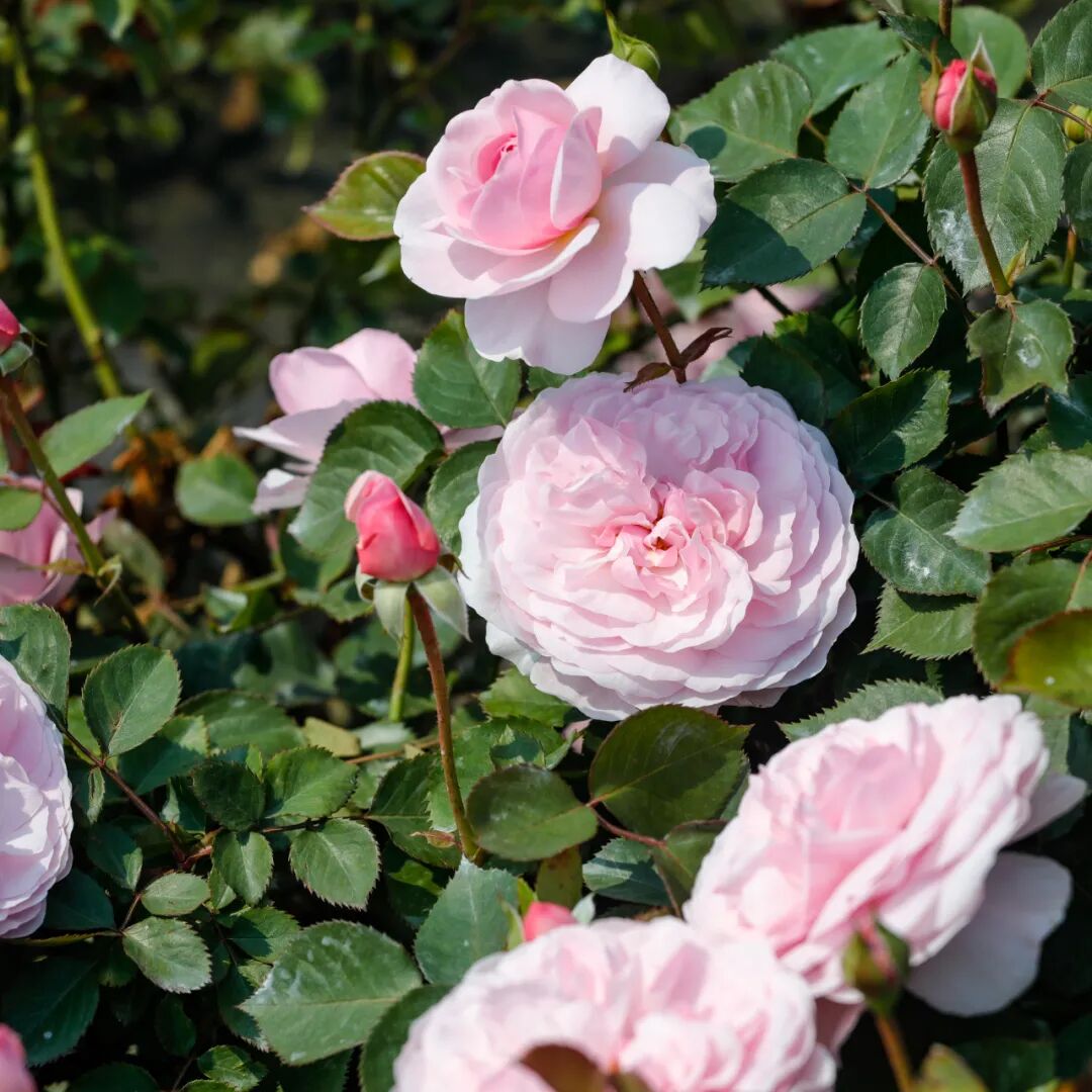 月季安吉拉是一季花吗_月季安吉拉和胭脂扣哪个好_安吉拉月季