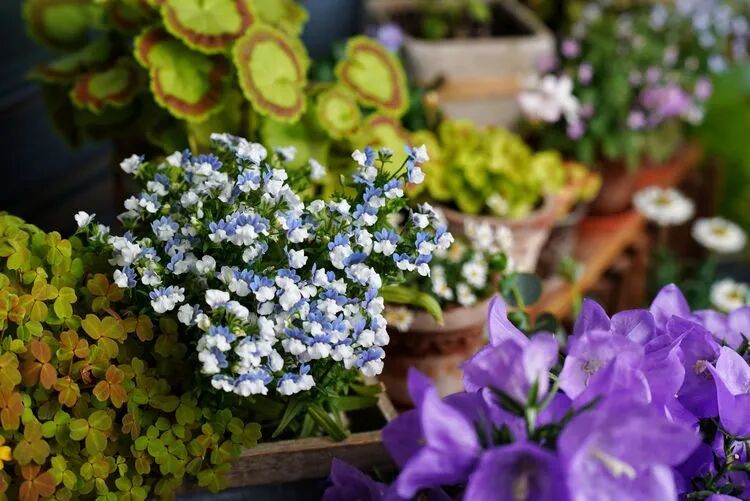 不足4㎡的绝美花园！小阳台如何做到大折腾？