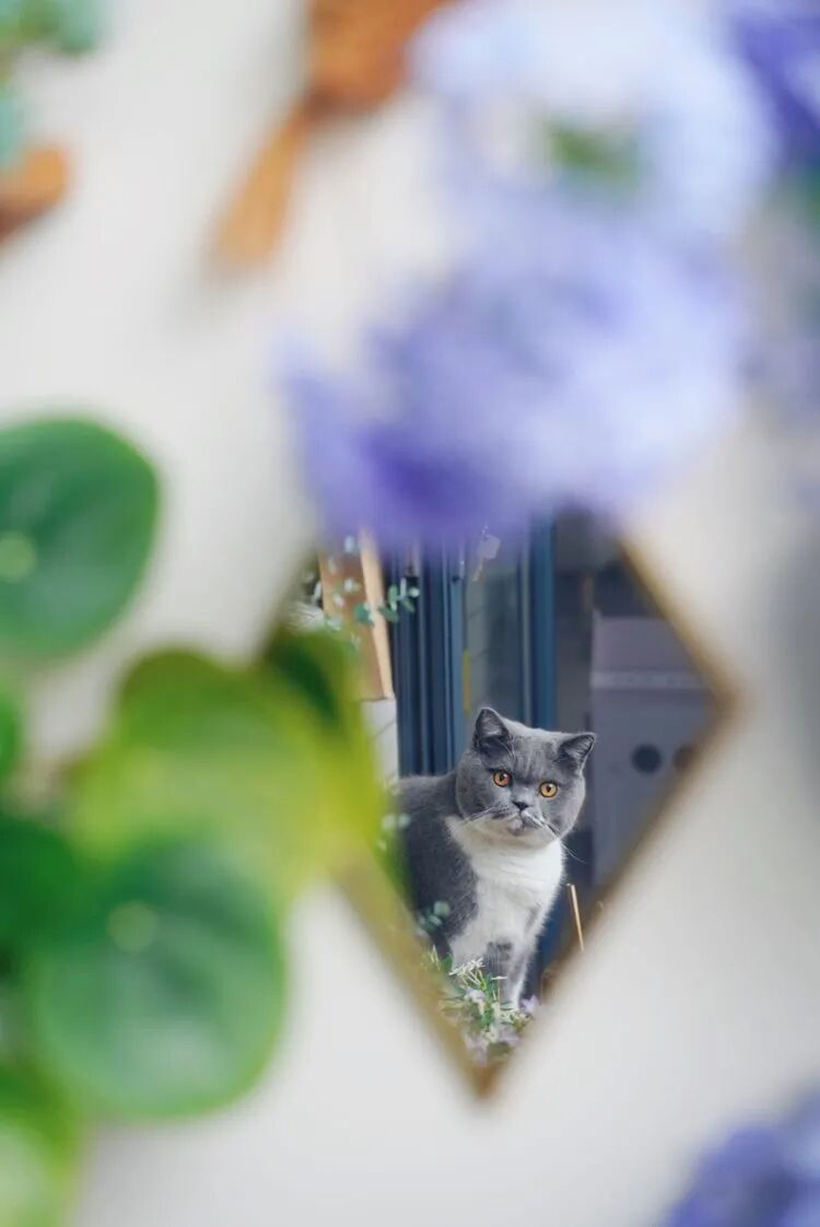 不足4㎡的绝美花园！小阳台如何做到大折腾？