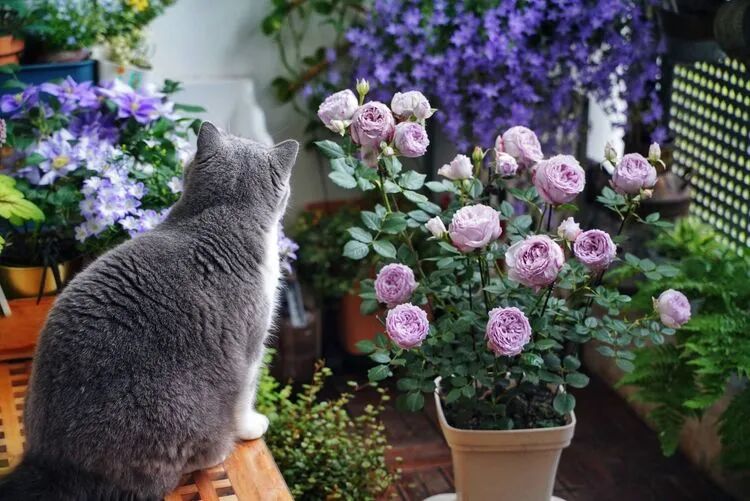 不足4㎡的绝美花园！小阳台如何做到大折腾？