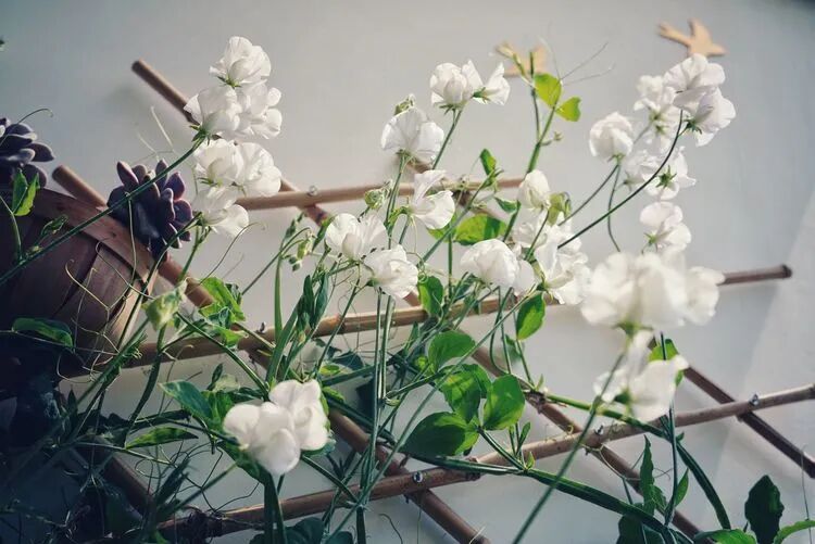 不足4㎡的绝美花园！小阳台如何做到大折腾？