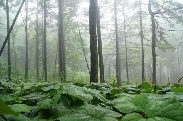 河南西南處藏著個森林氧吧，山青水秀，讓你過一個25℃的夏天 旅行 第22張