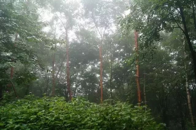 河南西南處藏著個森林氧吧，山青水秀，讓你過一個25℃的夏天 旅行 第20張