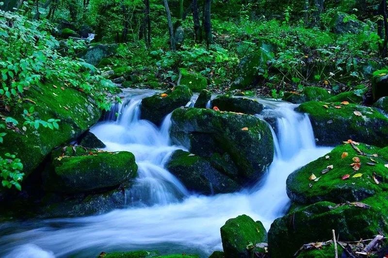 河南西南處藏著個森林氧吧，山青水秀，讓你過一個25℃的夏天 旅行 第14張