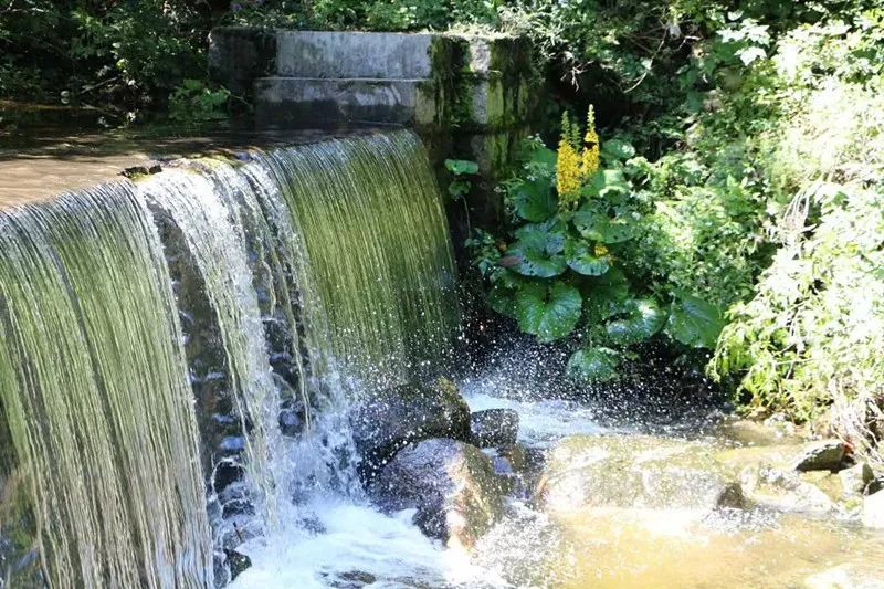 河南西南處藏著個森林氧吧，山青水秀，讓你過一個25℃的夏天 旅行 第17張