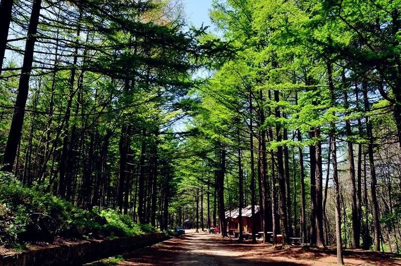 河南西南處藏著個森林氧吧，山青水秀，讓你過一個25℃的夏天 旅行 第23張