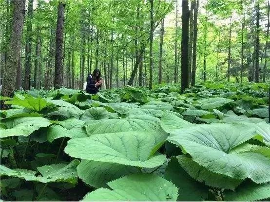 住樹屋、看日出……河南這裡有孩子們最喜歡的夏天 旅行 第25張