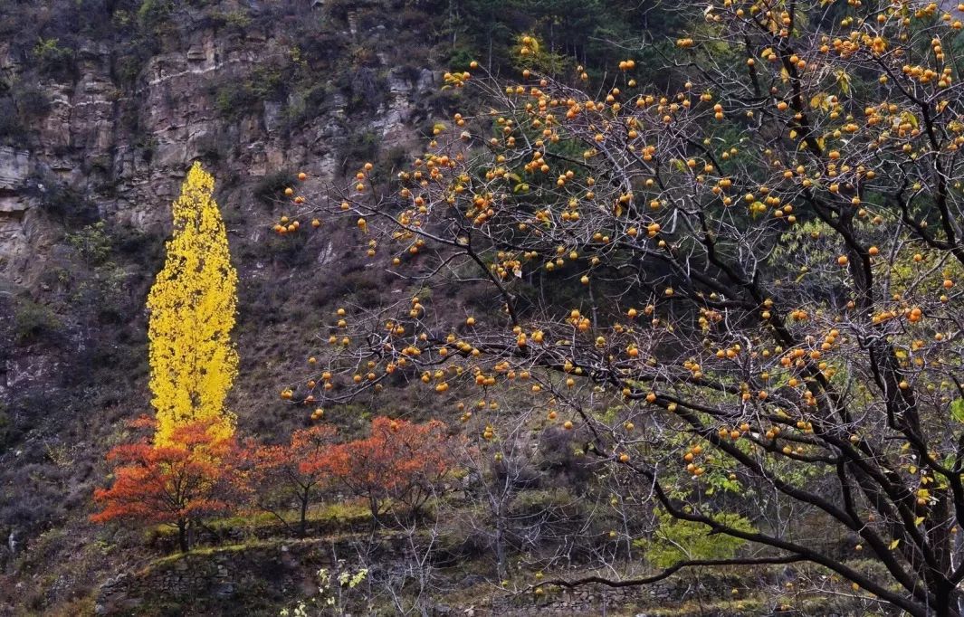 河南這座山村曾住著李世民的紅顏知己  每到秋天風景如畫 旅行 第16張