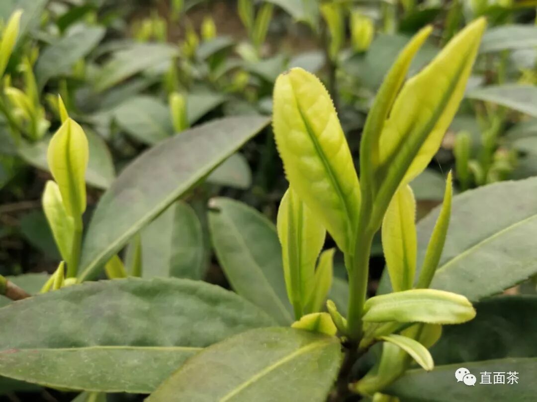 安吉白茶那么好，这些小常识与辨别方法你知道吗？