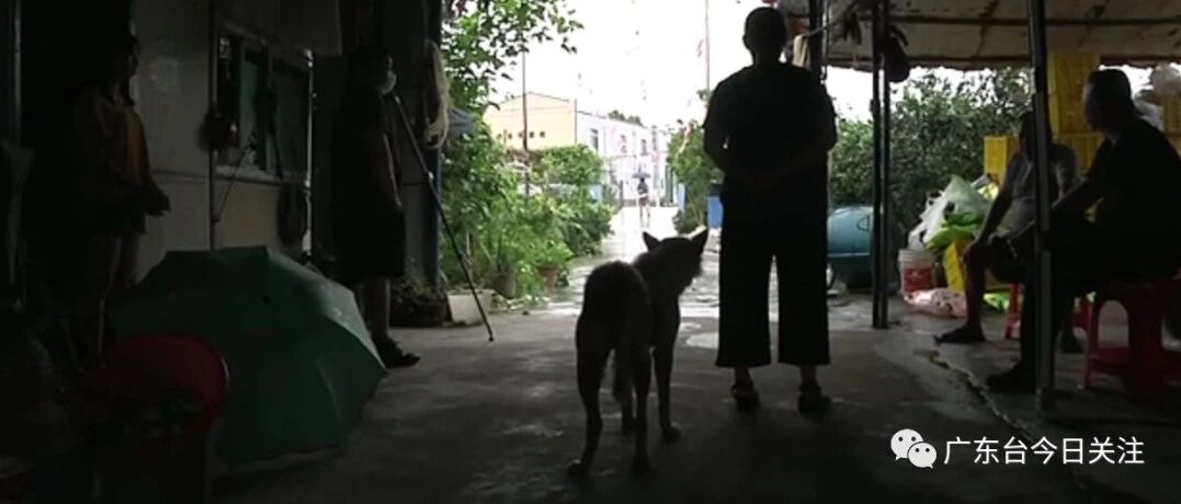 毒镖杀狗！14年被偷40条狗狗 果场主：我心态崩了