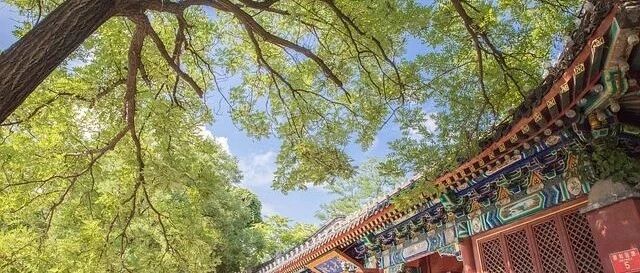 沈嘉禄：铁锅蛋