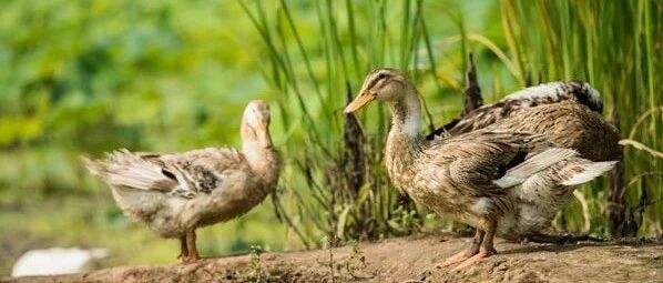 沈嘉禄：陶菊初绽品肥鸭