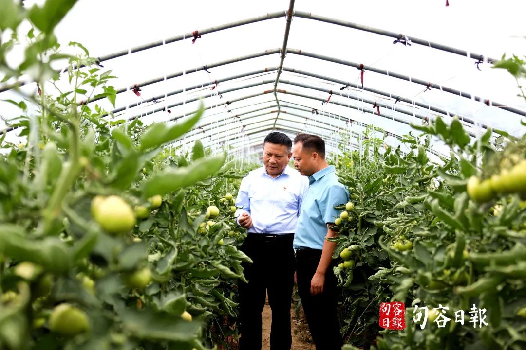 三农致富养鹅视频_致富经鹅养殖技术视频_致富经养鹅视频