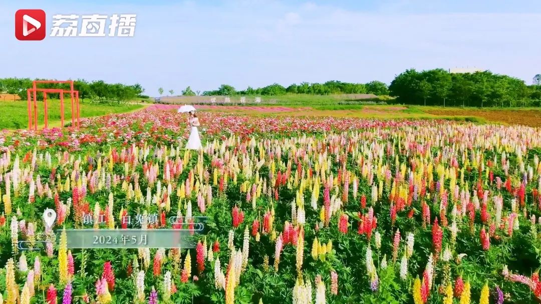 江苏句容20万株鲁冰花绽放