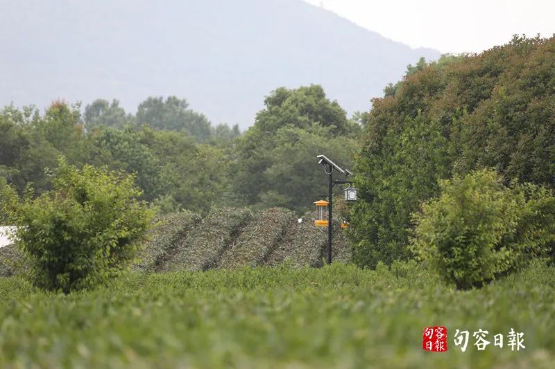 鹅致富路_鹅致富歌_致富经鹅