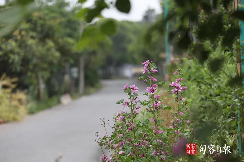 致富经鹅_鹅致富路_鹅致富歌