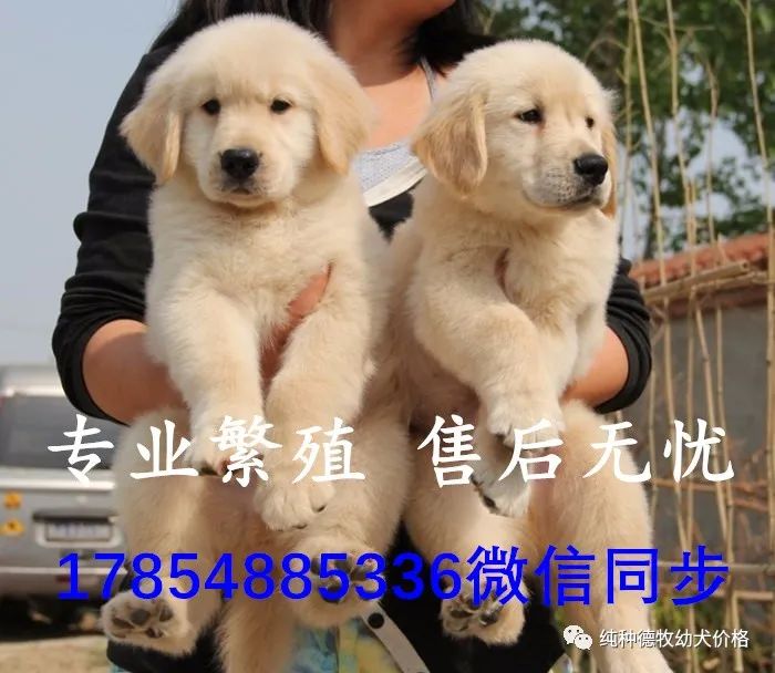 最新金毛犬价格多少钱一只