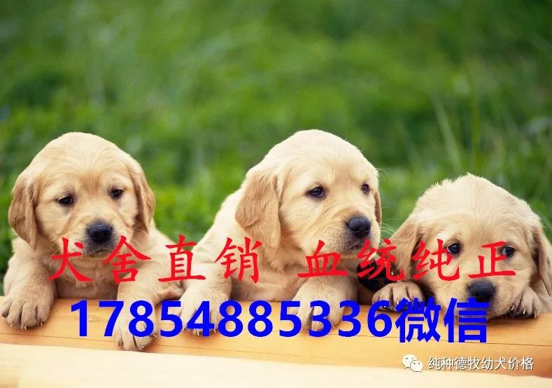 最新金毛犬价格多少钱一只