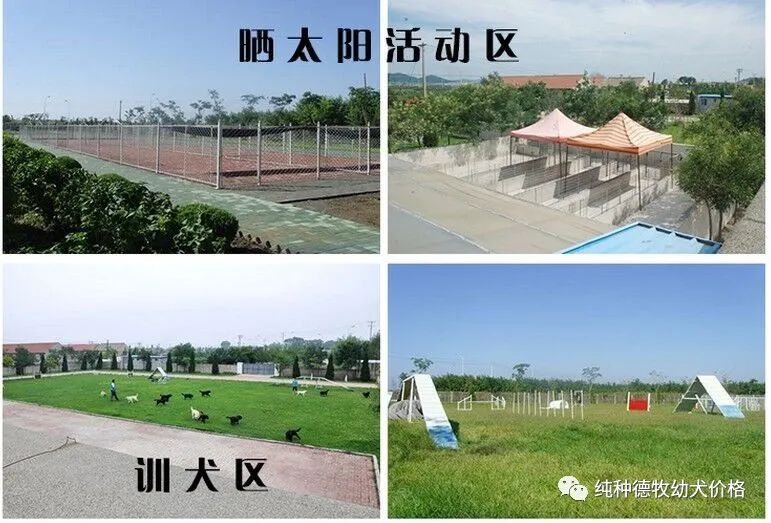 德牧幼犬价格多少钱，优质德牧幼崽价格报价